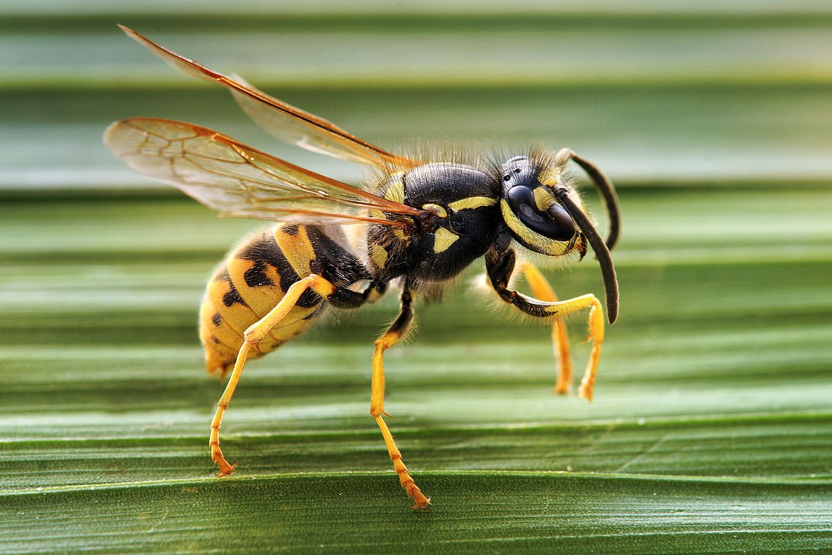 1200px-Vespula_germanica_Horizontalview_Richard_Bartz