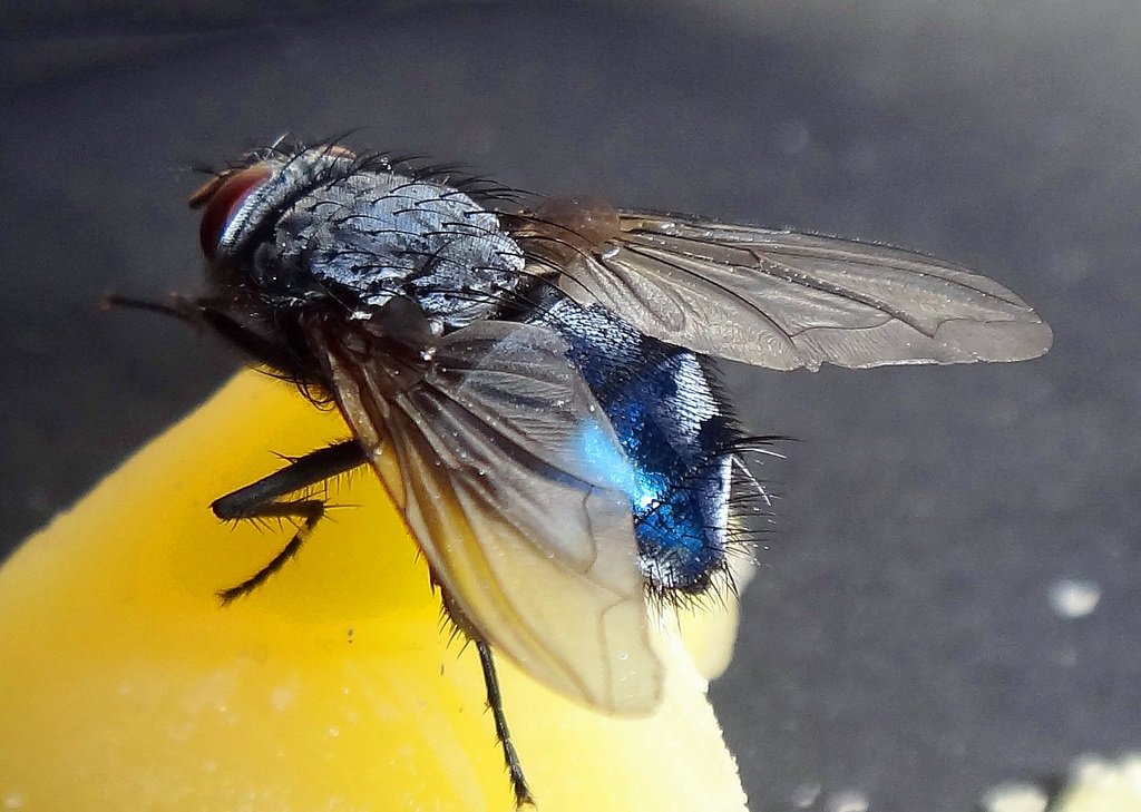 Calliphora_vicina_2