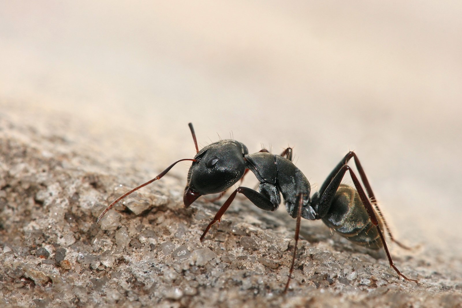 Camponotus_sp._ant