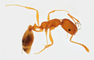 Monomorium_pharaonisI_MWS110360