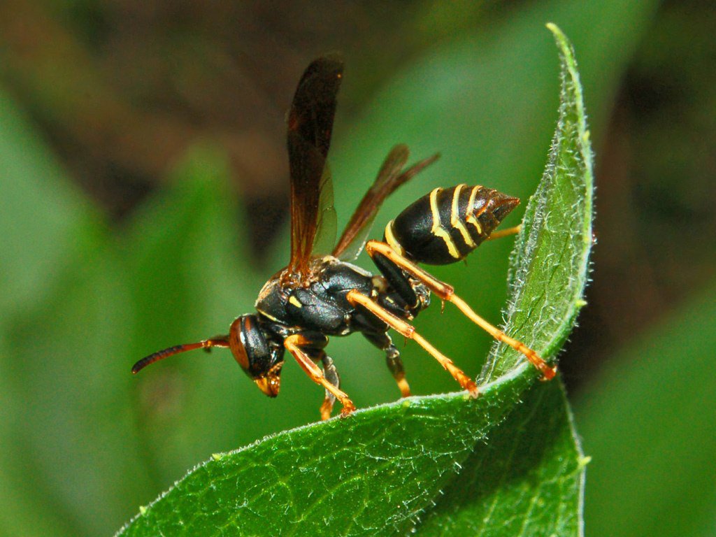 Vespidae_-_Polistes_fuscatus