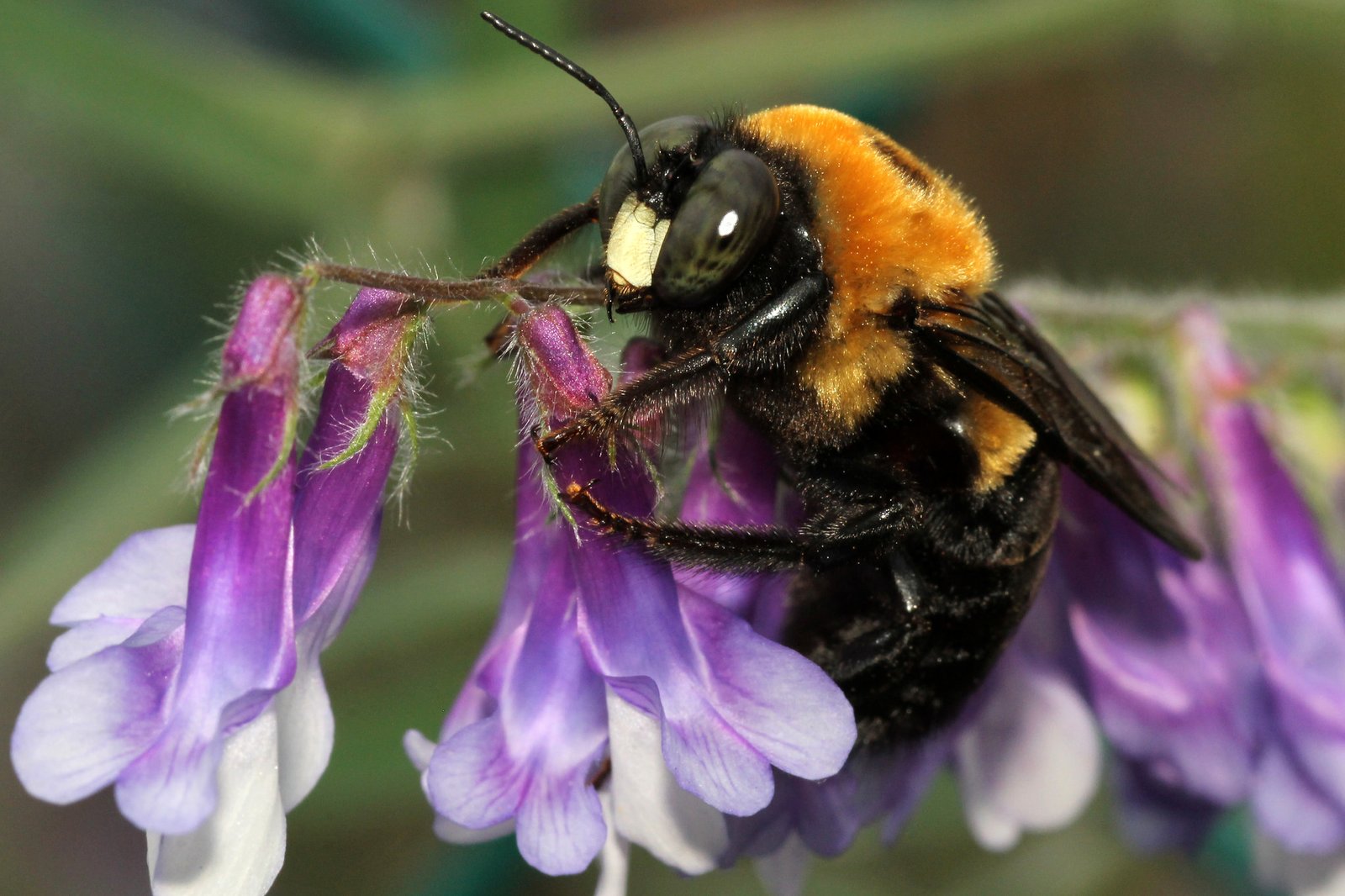 Xylocopa-virginica