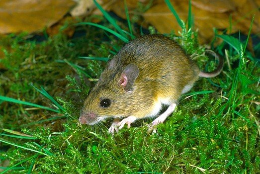 Wood Mouse Apodemus sylvaticus foraging