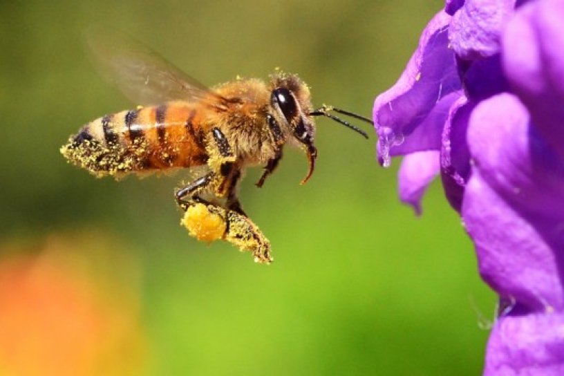 abeja_816x544