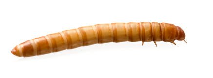 larva-mealworm-tenebrio-molitor-6004975